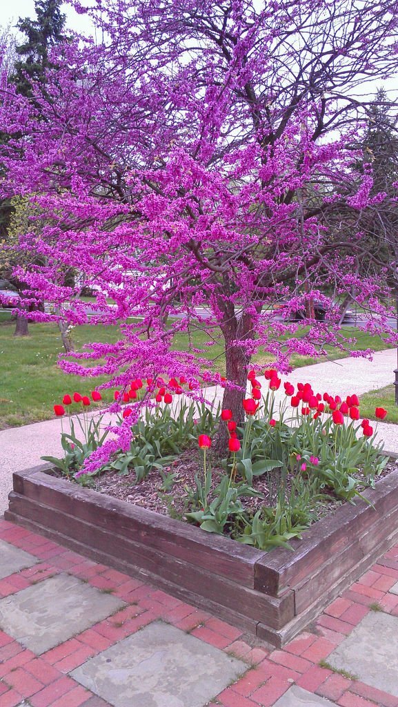 Eastern Red Bud Fashion