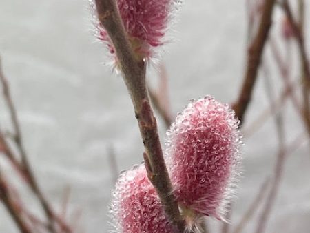 Salix gracilistyla  Mt. Aso  (Japanese Pink Pussy Willow) Fashion