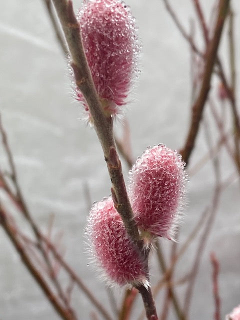 Salix gracilistyla  Mt. Aso  (Japanese Pink Pussy Willow) Fashion