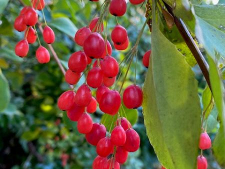 Berberis jamesiana  Exuberant   (Exuberant Barberry) Cheap