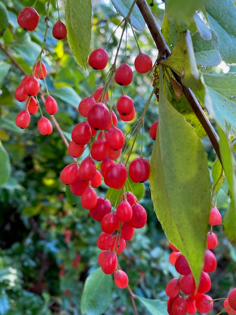 Berberis jamesiana  Exuberant   (Exuberant Barberry) Cheap