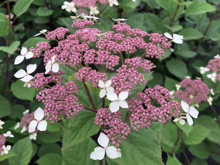 Hydrangea radiata  Invincibelle Lace  (Silveleaf Hydrangea) Supply