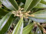 Sarcococca hookeriana var. humilis  Fragrant Valley  (Sweet Box, Christmas Box) on Sale