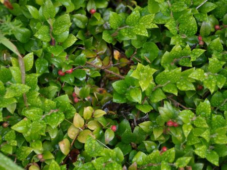 Gaultheria ovatifolia AH14-520  (Western Teaberry) on Sale