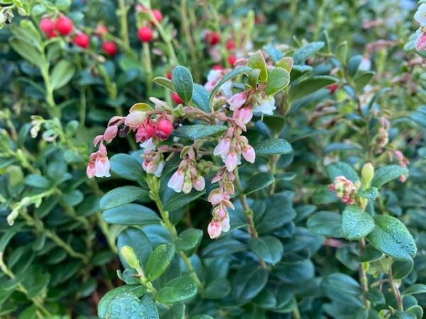 Vaccinium vitis-idaea  Red Candy   (Lingonberry) Online Sale