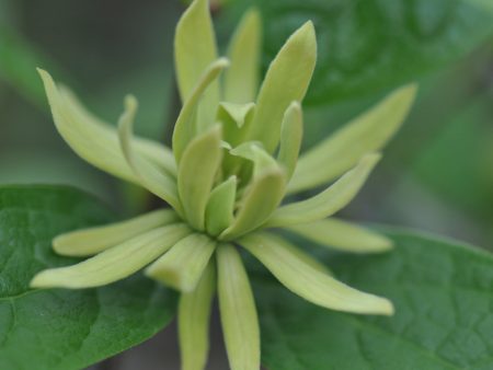 Calycanthus floridus  Athens  (Spice Bush) Sale