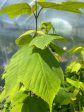 Acer tegmentosum (Manchurian Striped Maple) Supply