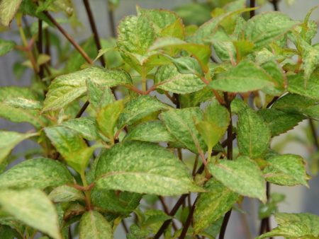 Hydrangea serrata  O Amacha Nishiki  (Variegated Mountain Hydrangea) Supply