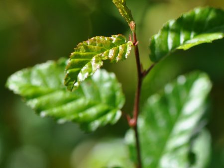 Carpinus coreana  Model Rocket   (Korean Hornbeam) Online Hot Sale