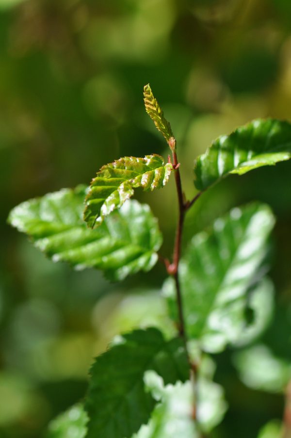 Carpinus coreana  Model Rocket   (Korean Hornbeam) Online Hot Sale