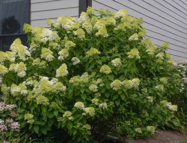 Limelight Hydrangea Bush Online Sale