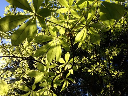 Aesculus chinensis (Chinese Horse Chestnut) Fashion