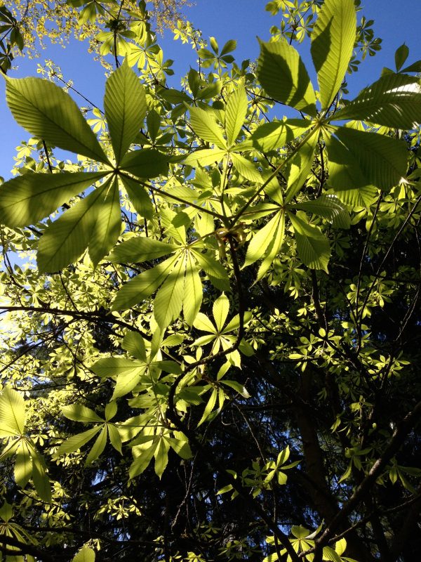 Aesculus chinensis (Chinese Horse Chestnut) Fashion