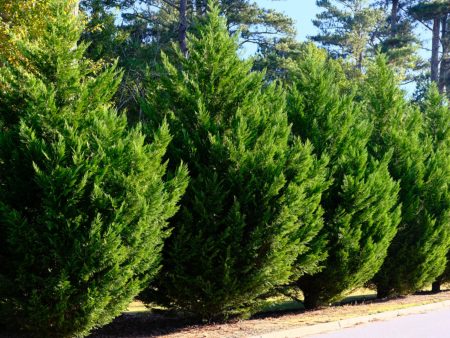 Leyland Cypress Online Hot Sale