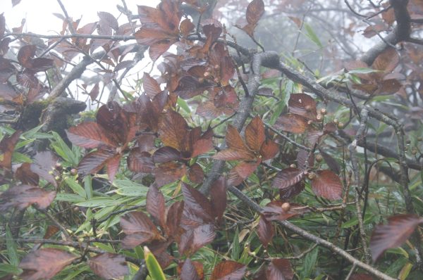 Sorbus sp. ZHNP 241 (Whitebeam) For Sale