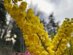 Mahonia x media  Arthur Menzies  (Hybrid Oregon Grape) Supply