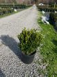 Wintergreen Boxwood For Discount