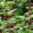 Calycanthus floridus  Simply Scentsational   (Sweetshrub) Cheap