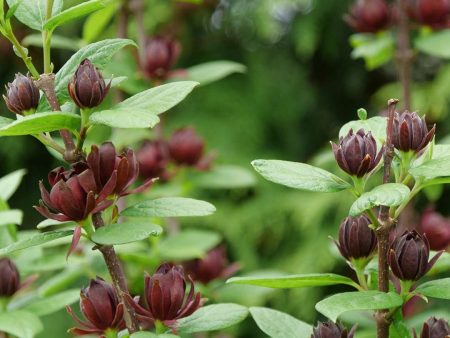 Calycanthus floridus  Simply Scentsational   (Sweetshrub) Cheap