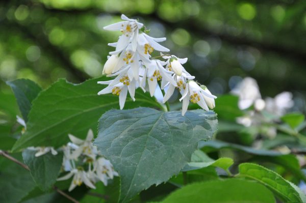 Deutzia glauca (Snow Flower) Online now