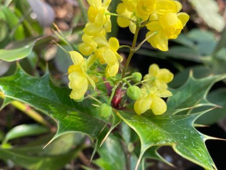 x Mahoberberis miethkeana  (Mahonia x Berberis) on Sale