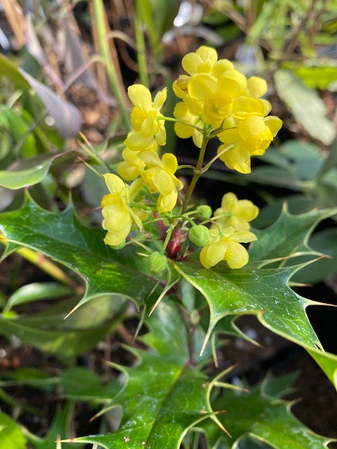 x Mahoberberis miethkeana  (Mahonia x Berberis) on Sale