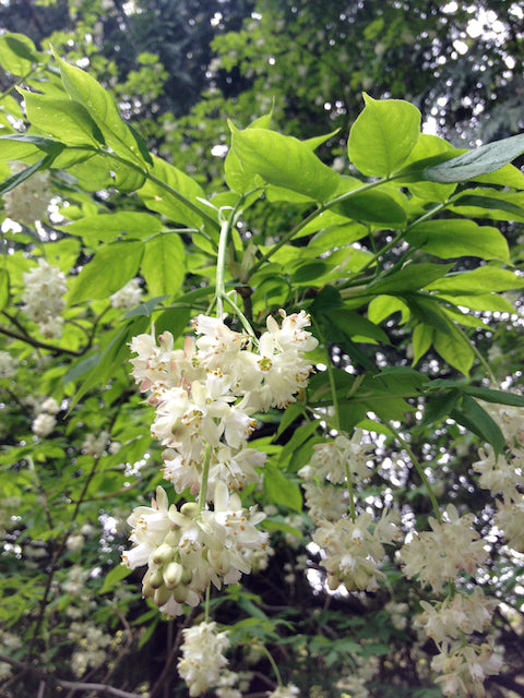 Staphylea pinnata  (European Bladdernut) Hot on Sale