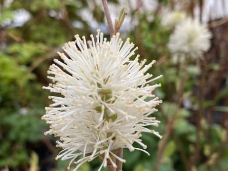 Fothergilla gardenii  Jan Platt  (Dwarf Fothergilla) Online Sale