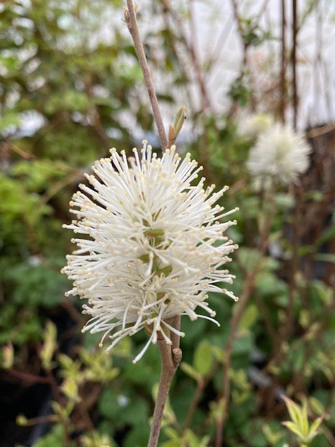 Fothergilla gardenii  Jan Platt  (Dwarf Fothergilla) Online Sale