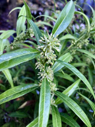 Sarcococca saligna (Willow-Leaf Sweet Box, Christmas Box) For Cheap