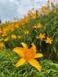 Stella D Oro Daylily Plant Online now