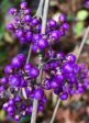 Callicarpa x  Plump & Plentiful (Purple Giant Beautyberry) Supply