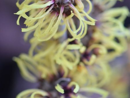 Hamamelis x intermedia  Primavera  (Witch Hazel) For Sale