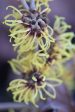 Hamamelis x intermedia  Primavera  (Witch Hazel) For Sale