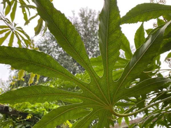 Fatsia polycarpa  Needham s Lace   (Taiwan Lace Fatsia) Supply