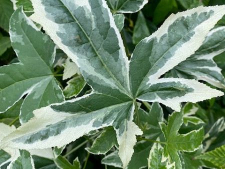 Liquidambar styraciflua  Silver King  (Variegated Sweet Gum) For Cheap