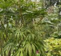 Fatsia polycarpa  Needham s Lace   (Taiwan Lace Fatsia) Supply