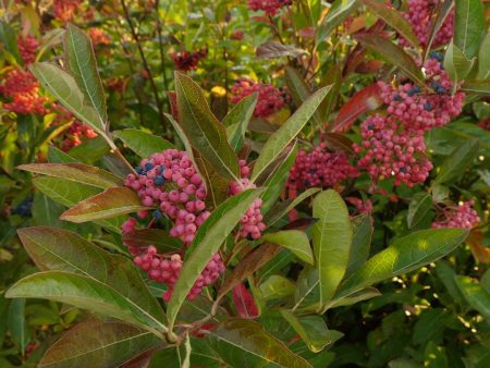 Viburnum nudum  Brandywine  (Brandywine Viburnum) Online now