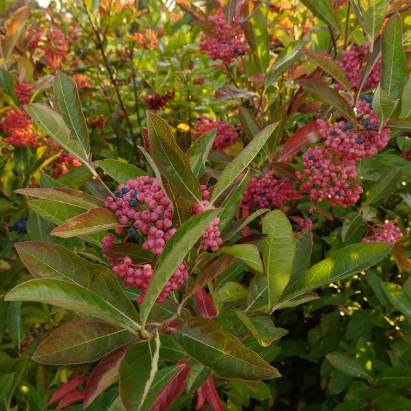 Viburnum nudum  Brandywine  (Brandywine Viburnum) Online now