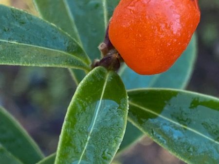 Daphne tangutica (Tangutica Daphne) Online Sale