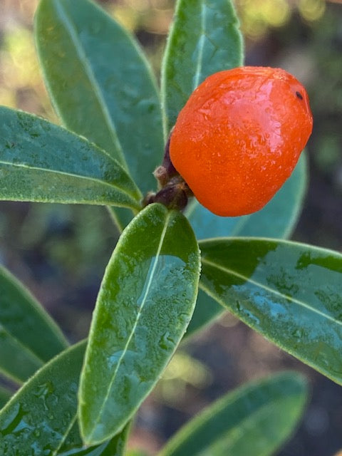 Daphne tangutica (Tangutica Daphne) Online Sale