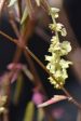 Corylopsis willmotia  Spring Purple  (Chinese Winter Hazel) syn. Corylopsis sinensis Sale