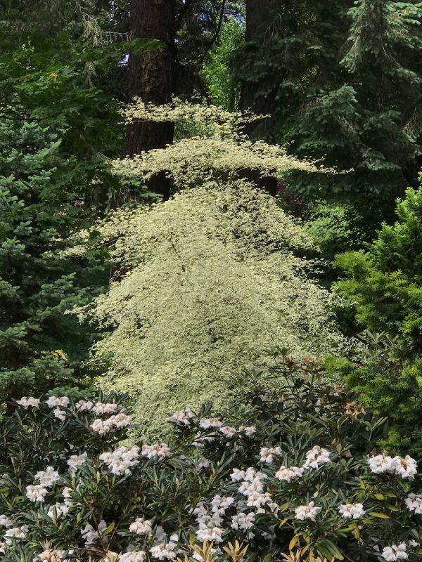 Cornus alternifolia  Argentia   (Variegated Pagoda Dogwood) on Sale