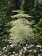 Cornus alternifolia  Argentia   (Variegated Pagoda Dogwood) on Sale