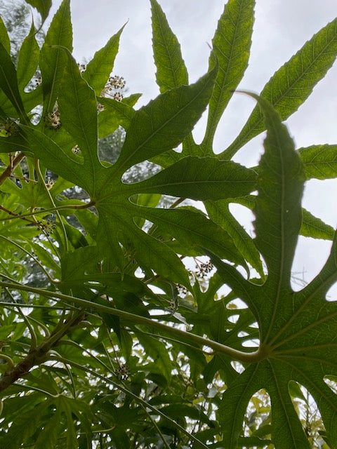 Fatsia polycarpa  Needham s Lace   (Taiwan Lace Fatsia) Supply