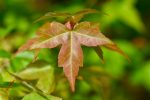 Acer buergerianum (Trident Maple) Online Hot Sale