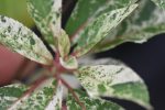 Clethra barbinervis  Takaeda Nishiki   (Variegated Summersweet) Online