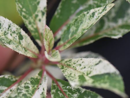 Clethra barbinervis  Takaeda Nishiki   (Variegated Summersweet) Online