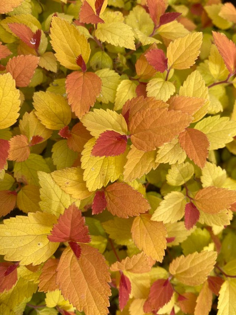 Spirea japonica Double Play  Candy Corn  USPP28,313;CBR6176  (Japanese Meadowsweet) Fashion