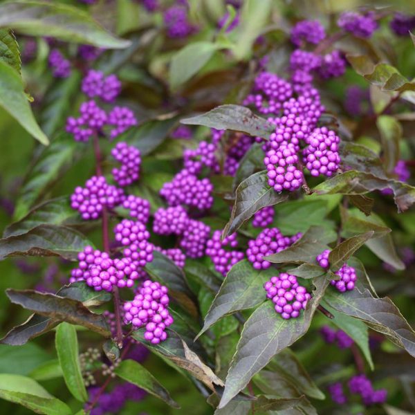 Callicarpa dichotoma  Early Amethyst  (Early Amethyst Beautyberry) Online now